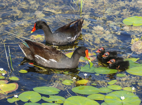 Three baby Common Gallinules floating in a row with two adults nearby.