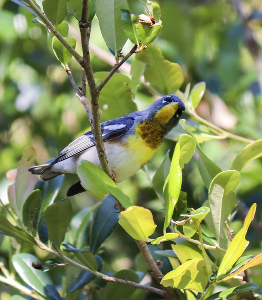 A Northern Parula sits on a branch, head tilted to display its distinctive yellow chin.