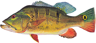 Peacock bass