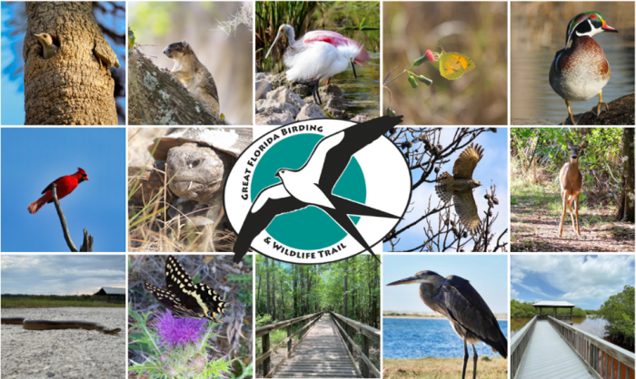 montage of birds and gfbwt logo