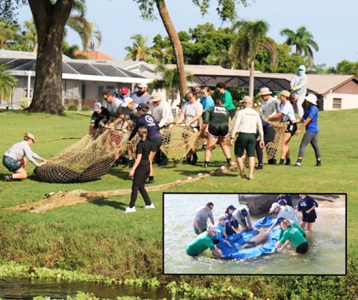 manatee rescue