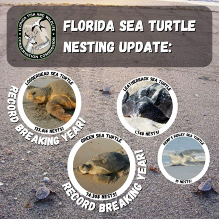 info graphic of sea turtle nesting stats below