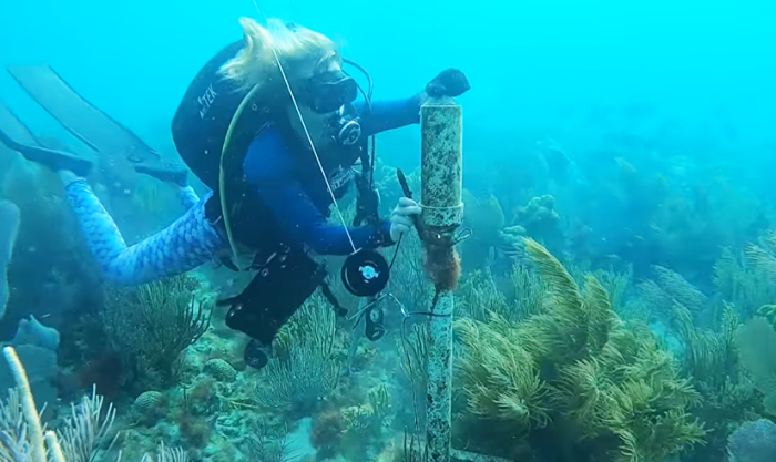 underwater shots of hogfish research