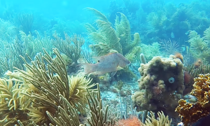 underwater shots of hogfish research