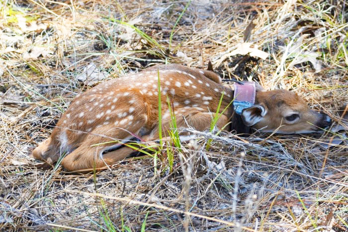 fawn