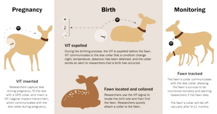 info graphic of fawn tagging