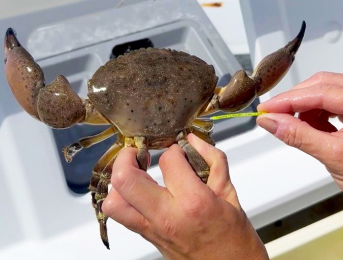 tagged stone crab