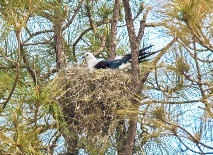 swallow tail kite on nest