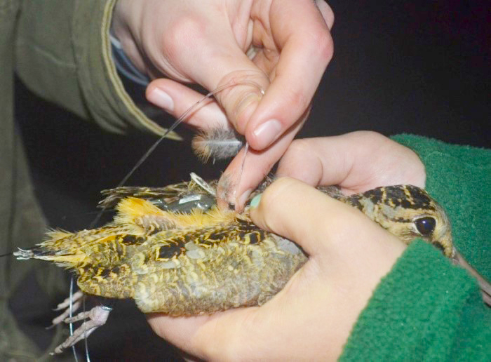 woodcock being tagged