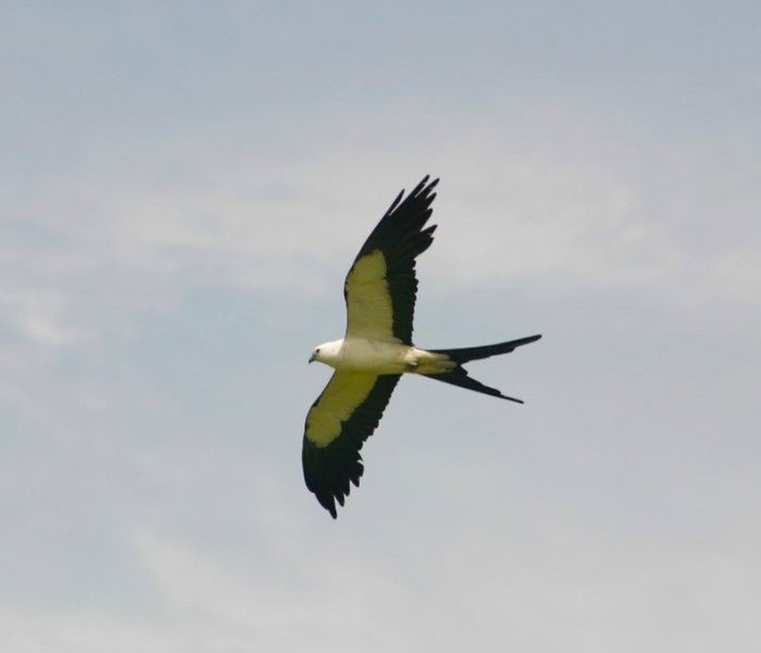 swallow tail kite flying