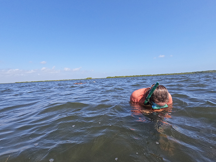 seagrass survey