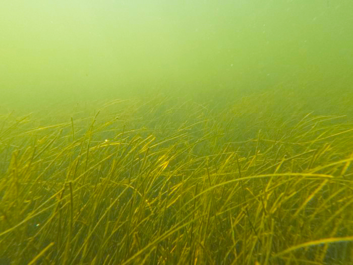 seagrass 