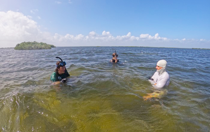 seagrass survey