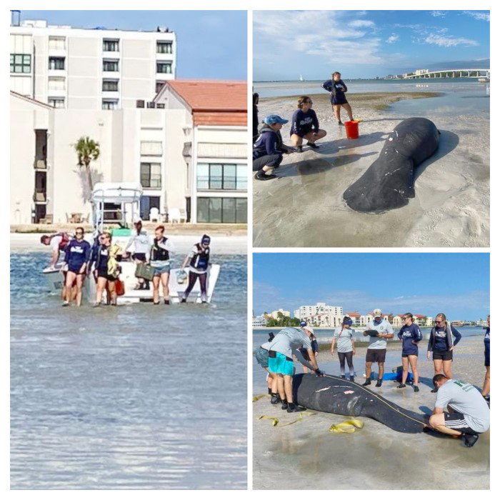 beached manatee