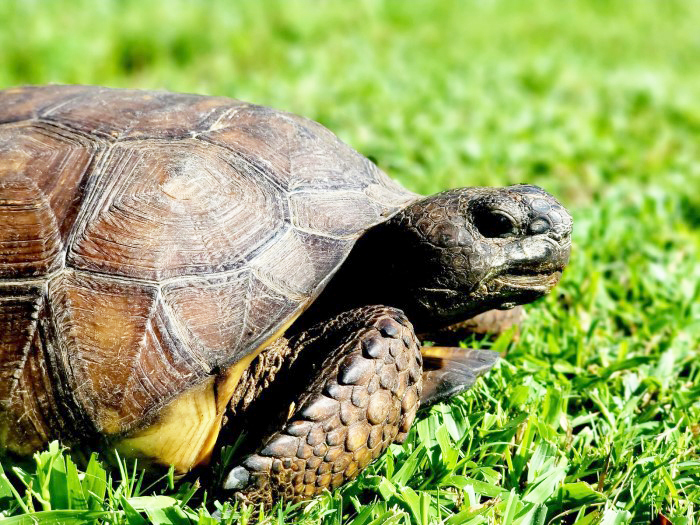 tortoise 