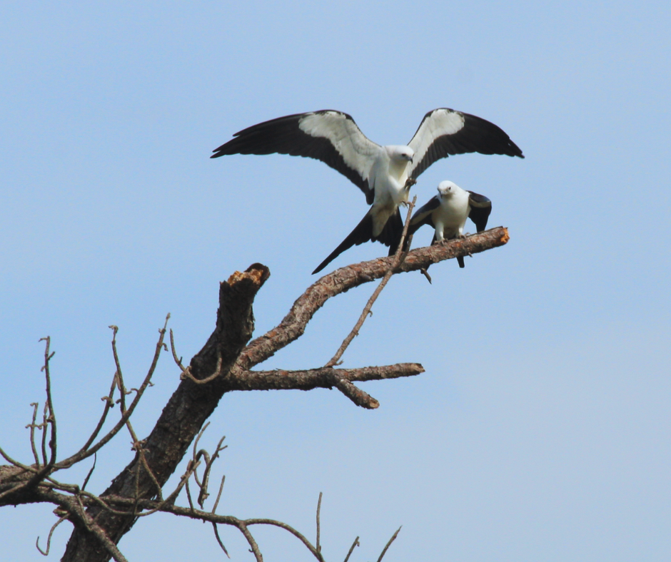 A Swallow-tailed Kite carrying a large stick comes in for a landing, wings flared, next to another Kite on a dead tree branch.
