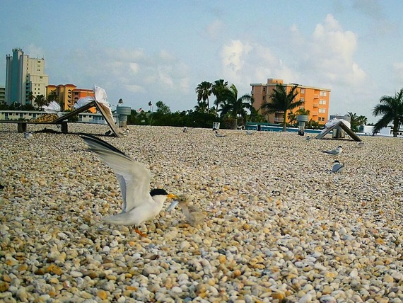 Adult Least Terns incubating nests and feeding chicks on a tar-and-gravel rooftop.
