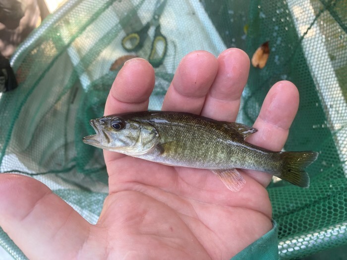 shoal bass sampled four months after release