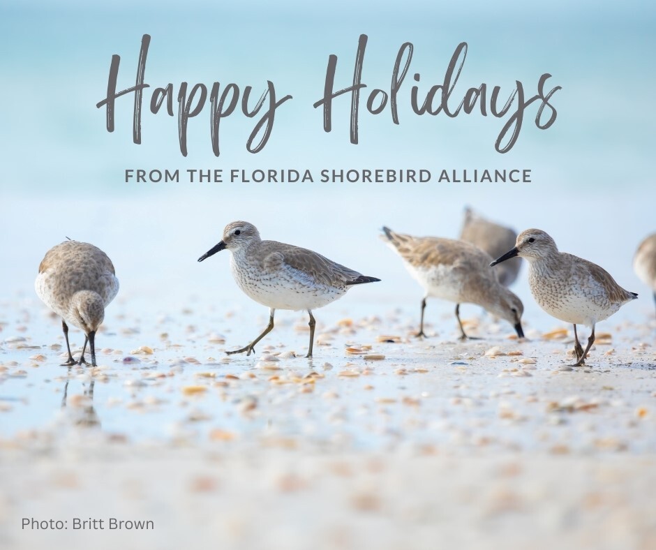 Happy Holidays from the Florida Shorebird Alliance, photo by Britt Brown