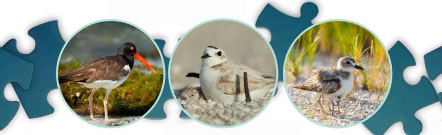 Focal shorebird species: American oystercatcher, snowy plover, Wilson's plover with chick