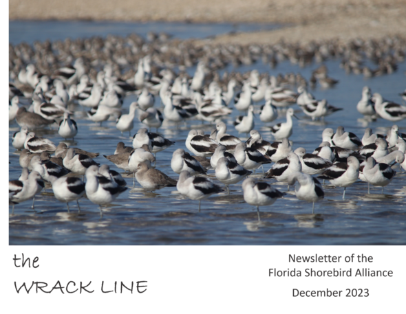 The Wrack Line Newsletter of the Florida Shorebird Alliance December 2023, photo of a wintering flock at rest