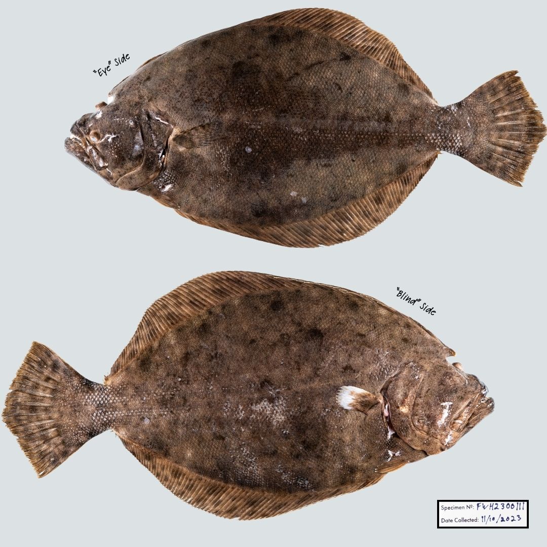 Double sided flounder, showing both the "blind" side and the "eye" side of the individual
