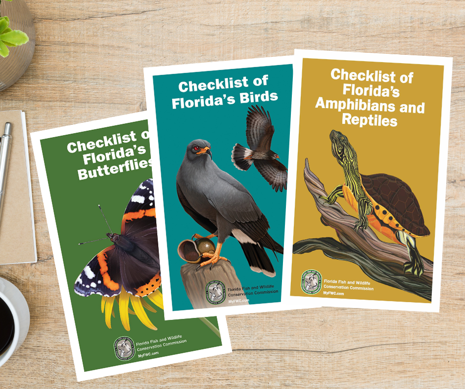 Three booklets on a desk, each with a different animal on the cover. One has a butterfly, another a snail kite, and the last one has a turtle.