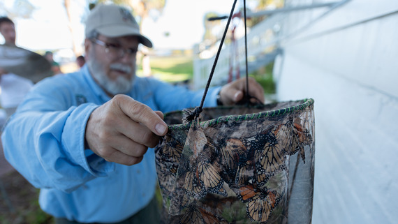 A scientist adjusts a netted bag containing monarch butterflies for tagging.