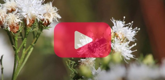 Pollinator on white flowers with youtube logo overlaid