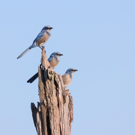 Three Florida Scrub Jays on branch