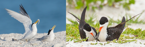 Pair of least terns and pair of black skimmers