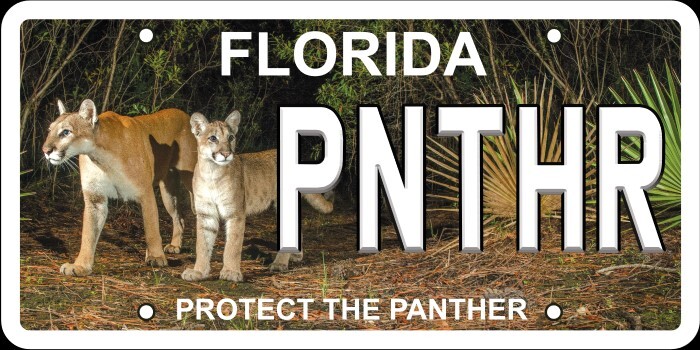 new panther license plate design