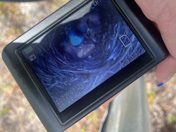 A hand holding a camera, the screen of which shows an image of newly hatched Eastern Bluebirds.