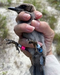 A volunteer holds a banded Florida Scrub Jay.