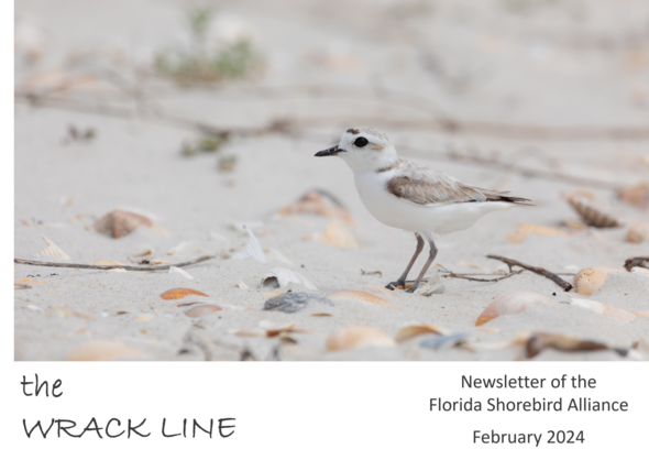 Snowy plover adult standing on a sandy beach