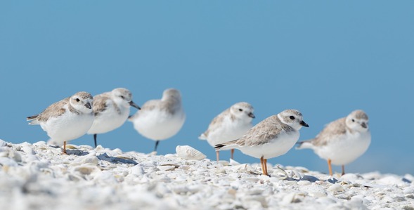 Group of snowy plover adults