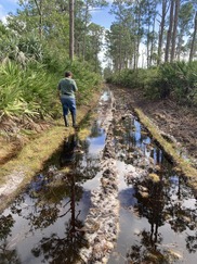 A man stands next to a flooded track through saw palmetto and pines.