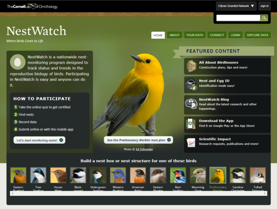 A website homepage with an image of a yellow and grey bird and text intriducing NestWatch.