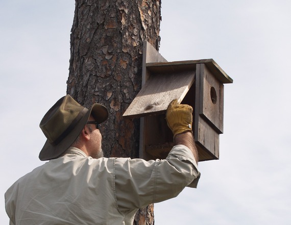 A person checking a nest box by opening a hinged door on the side of the box.