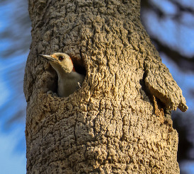 Red-bellied woodpecker in a tree cavity. Photo by Ann Mathews.