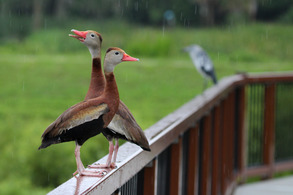 Two black-bellied whistling ducks perch on a railing.