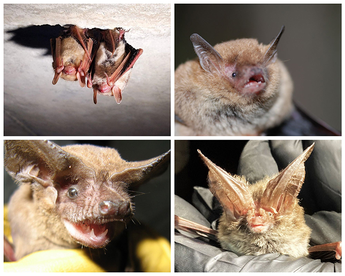 montage of bats