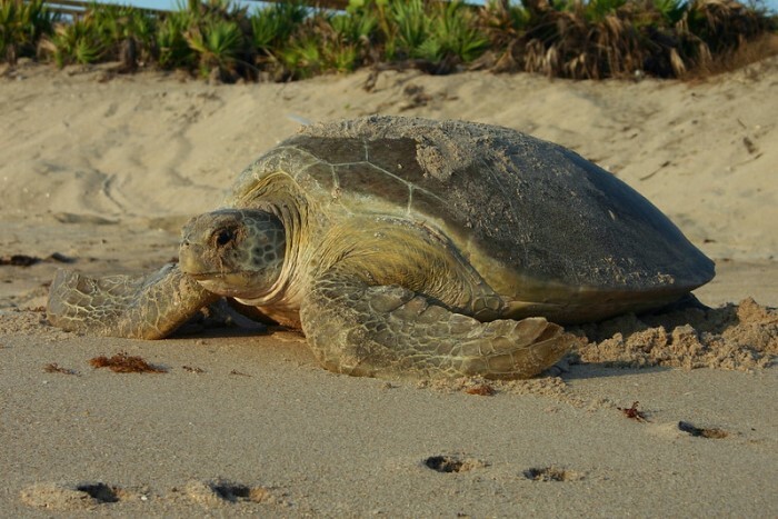 turtle crawling on beach