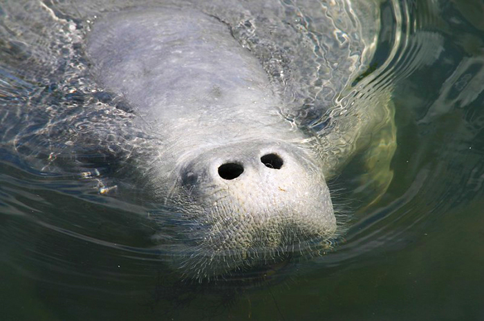 manatee snout out of water