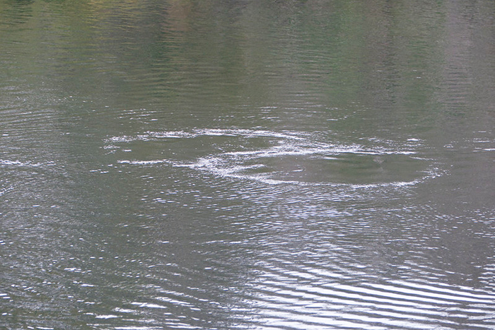 circles in water are manattee foot prints