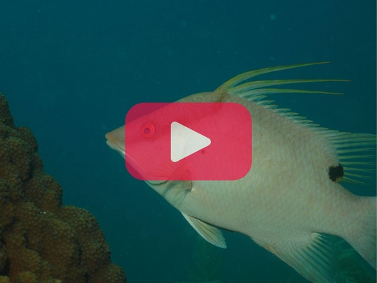 Hogfish Research Video Thumbnail