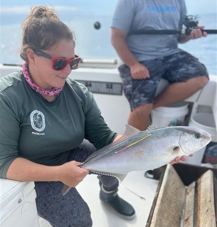 Biologist preparing a tagged amberjack for release