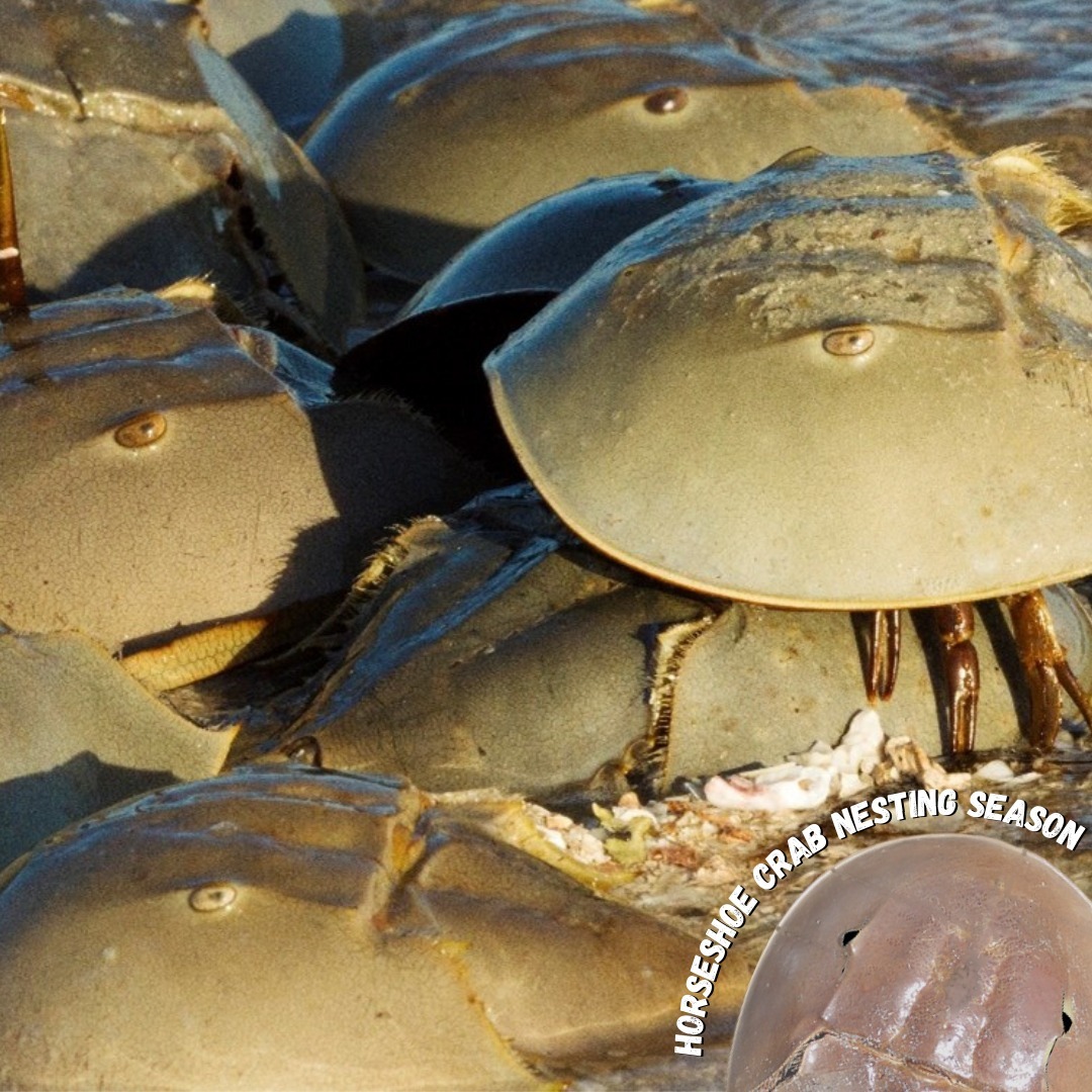 FWC horeshoe crab photo