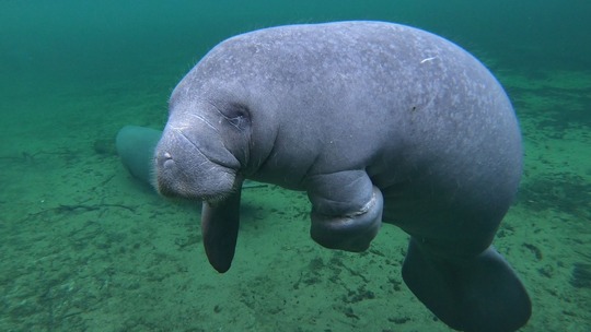 Manatee photo FWC