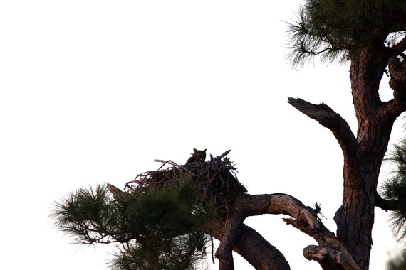 A great horned owl peeks out of its nest in a pine tree.